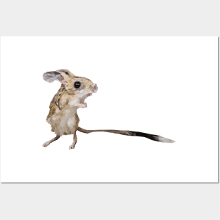 Four-toed jerboa Posters and Art